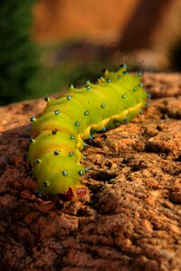 Butterfly pupa green