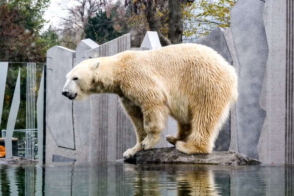 White bear zoo animal