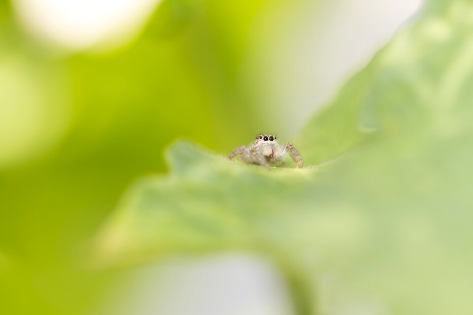 Macro arachnid garden