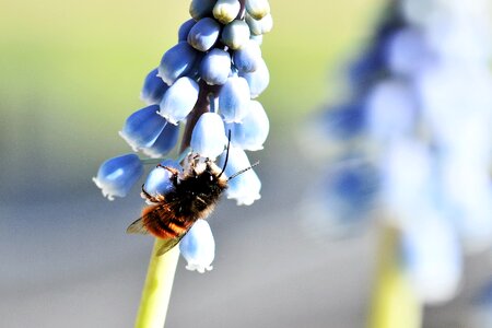 Animal insect macro