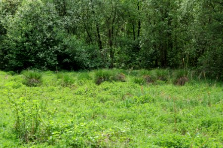 Notte-Niederung 2021-05-11 71