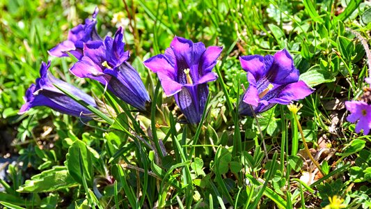 Purple flower alpine flower
