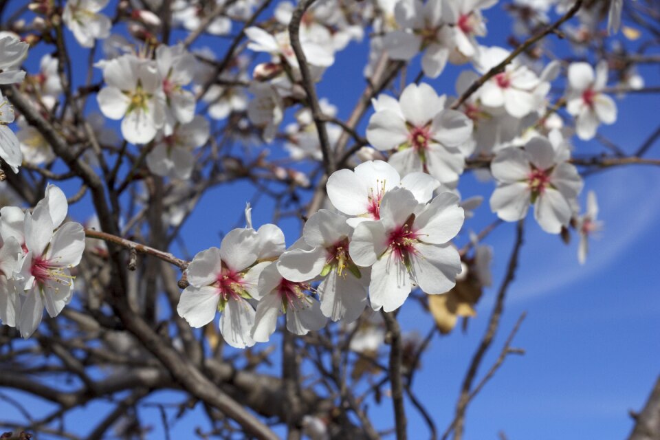 Almond flower almond flowers almond branch in bloom
