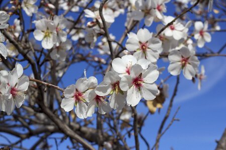 Almond flower almond flowers almond branch in bloom