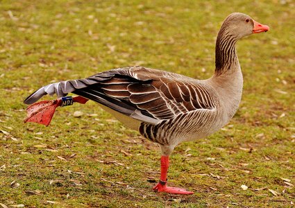 Funny feather water bird photo