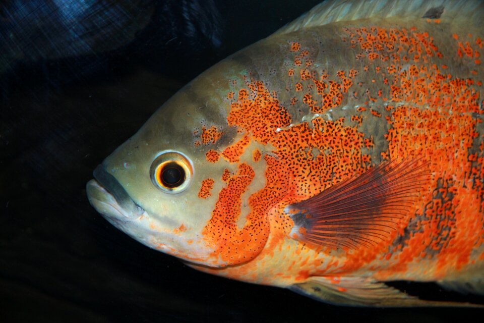 Aquarium undersea world animals