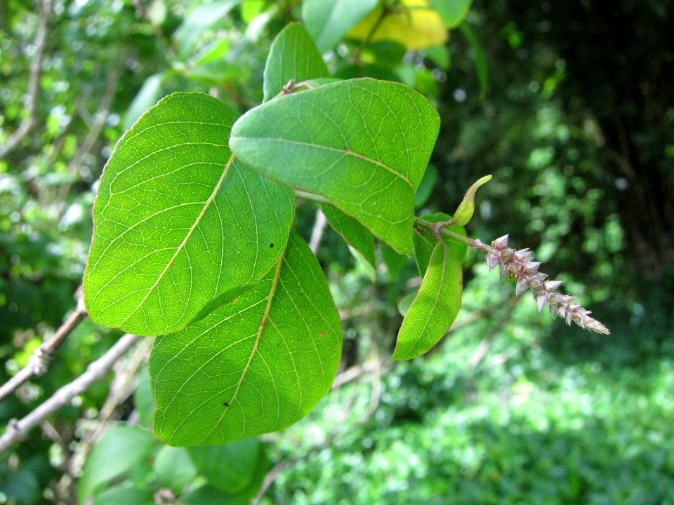 Nototrichium humile, Hawaii Nature Center, Oahu