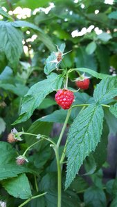 Raspberry red fruit photo