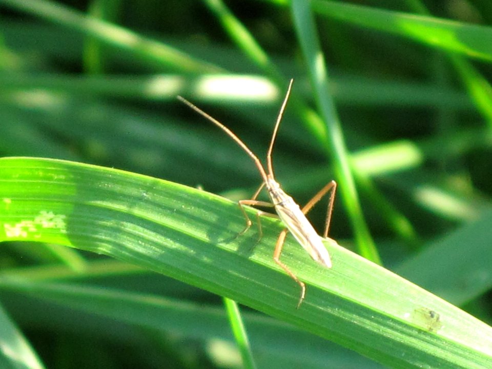 Notostira elongata (grass bug), Arnhem, the Netherlands