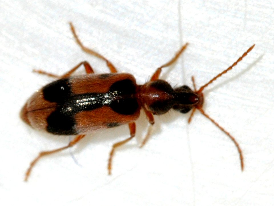 Notoxus-monoceros-02-fws