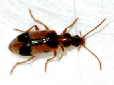 Notoxus-monoceros-02-fws