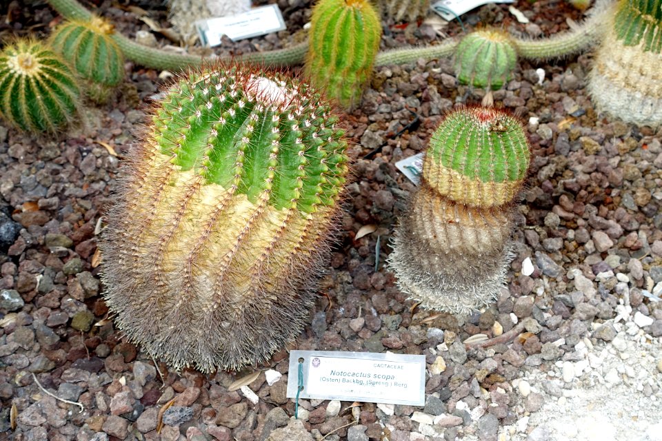 Notocactus scopa - Orto botanico - Rome, Italy - DSC00053