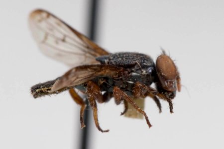 Notogramma purpuratum, side view