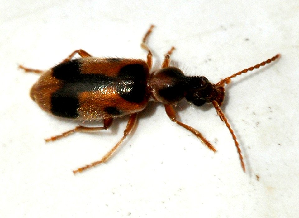 Notoxus-monoceros-01-fws