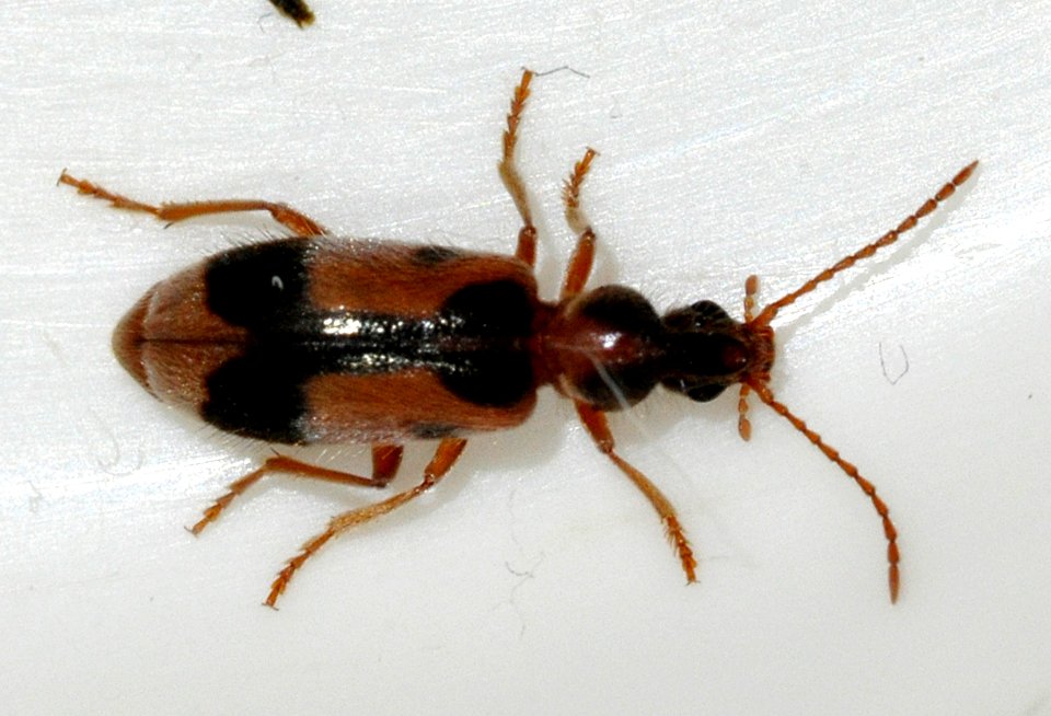 Notoxus-monoceros-03-fws