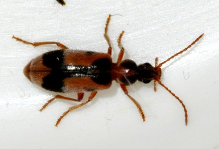 Notoxus-monoceros-03-fws