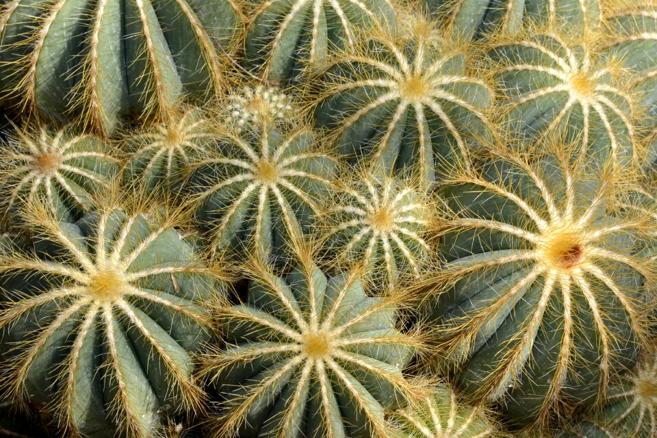 Tropical vegetation exotic cactus greenhouse