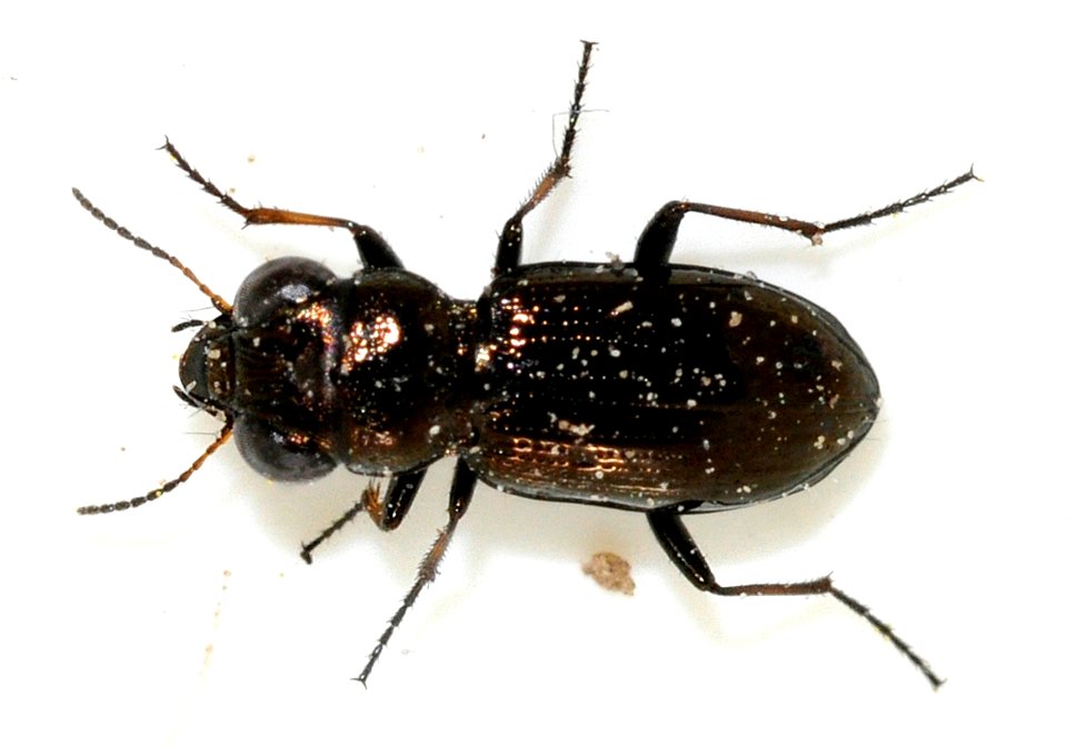 Notiophilus-palustris-02-fws