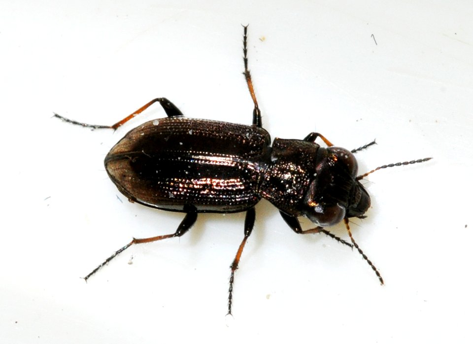 Notiophilus-biguttatus-09-fws