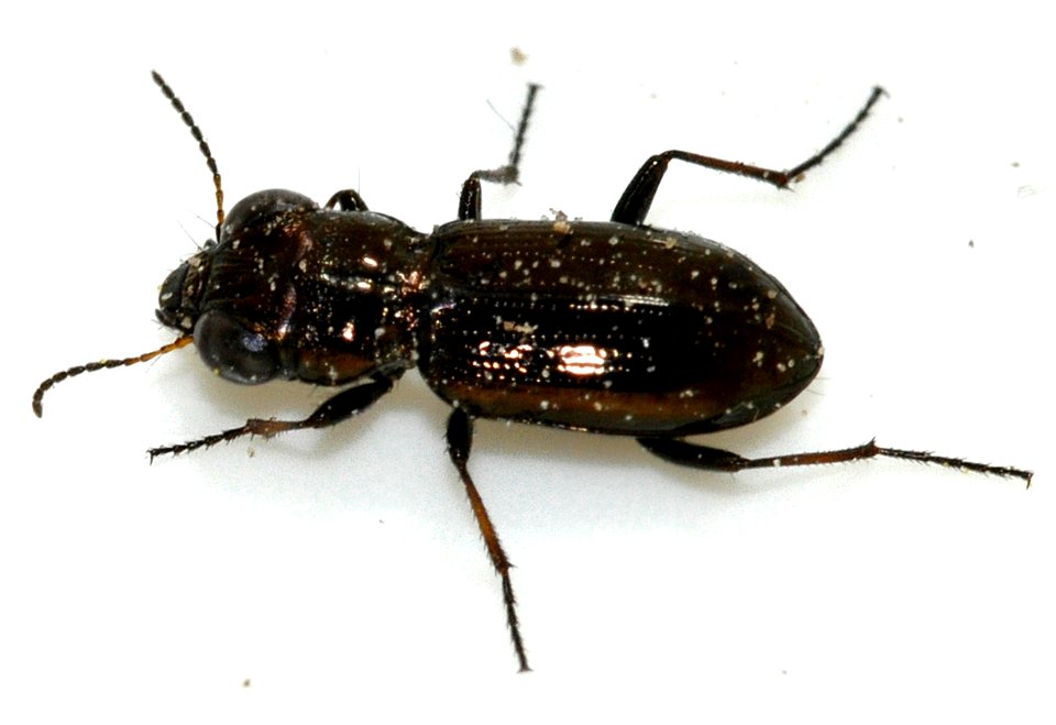 Notiophilus-palustris-01-fws