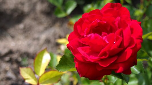 Rose flower red rose