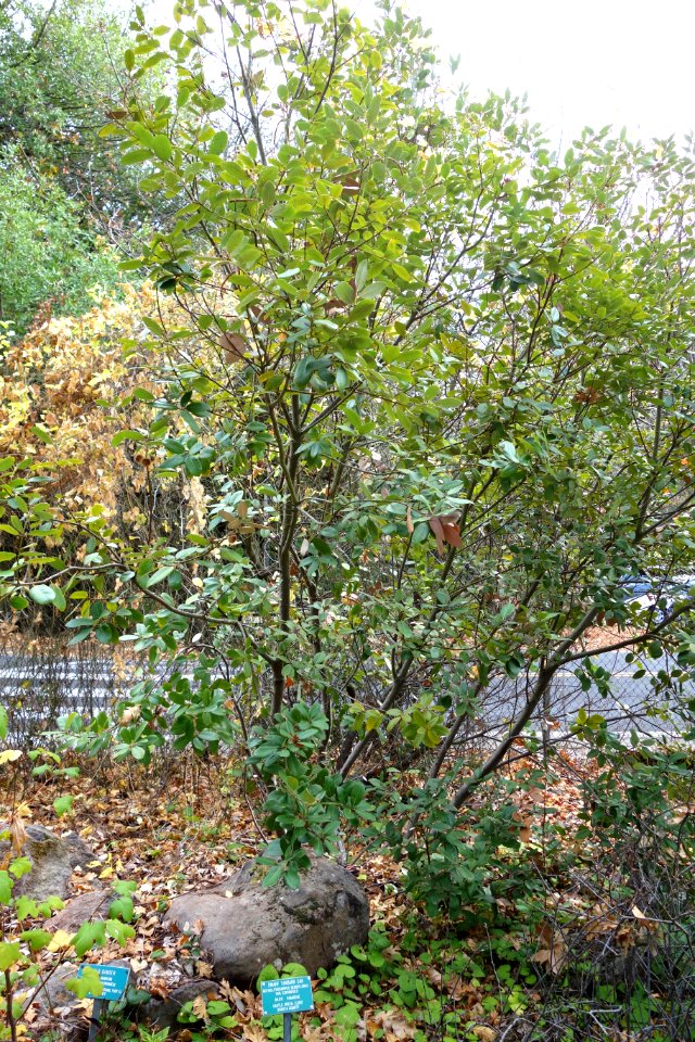 Notholithocarpus densiflorus var. echinoides - Regional Parks Botanic Garden, Berkeley, CA - DSC04274