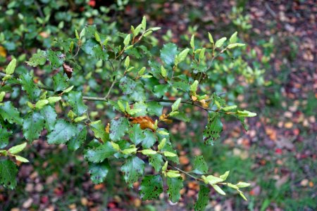 Nothofagus fusca - RHS Garden Harlow Carr - North Yorkshire, England - DSC01193