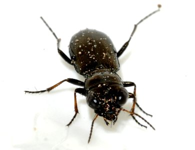Notiophilus-palustris-03-fws