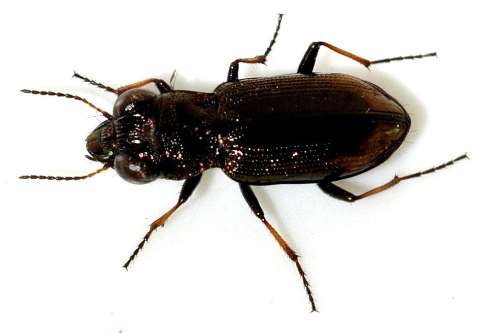Notiophilus-biguttatus-15-fws