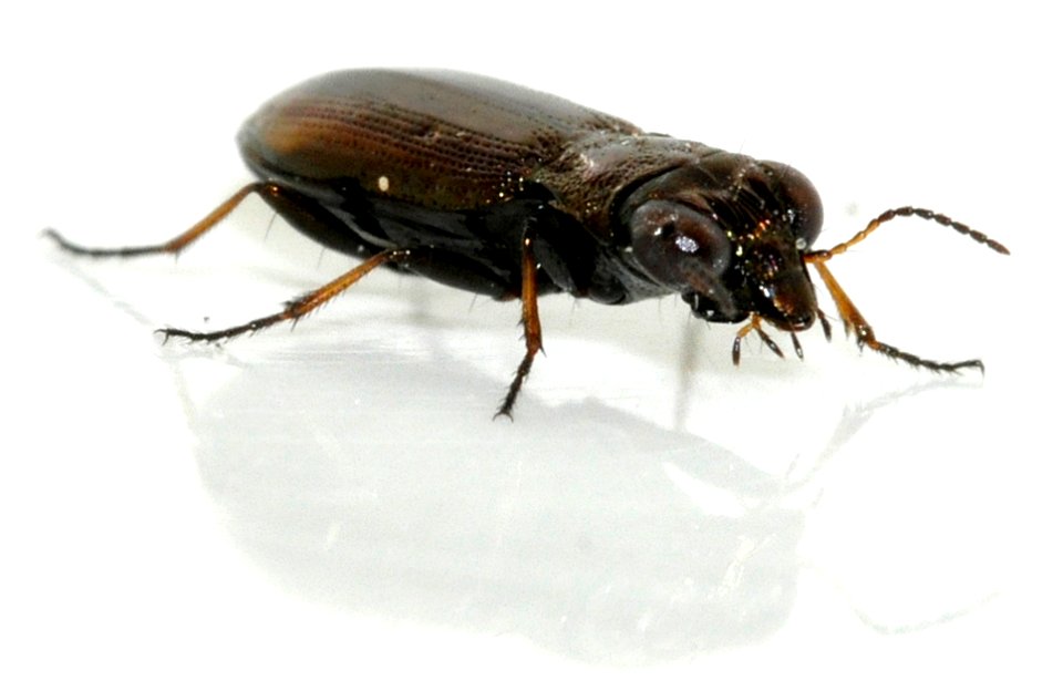 Notiophilus-biguttatus-13-fws
