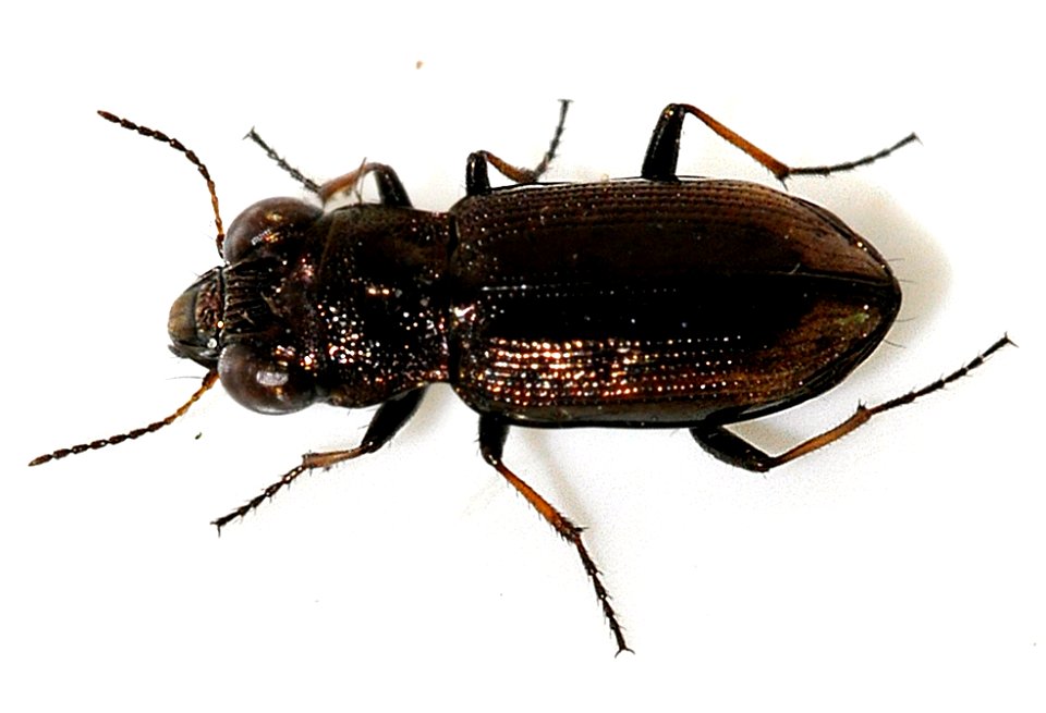 Notiophilus-biguttatus-10-fws