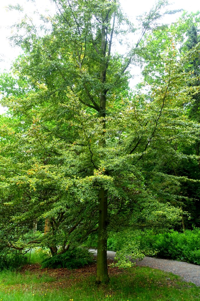 Nothofagus fusca - RHS Garden Harlow Carr - North Yorkshire, England - DSC01194