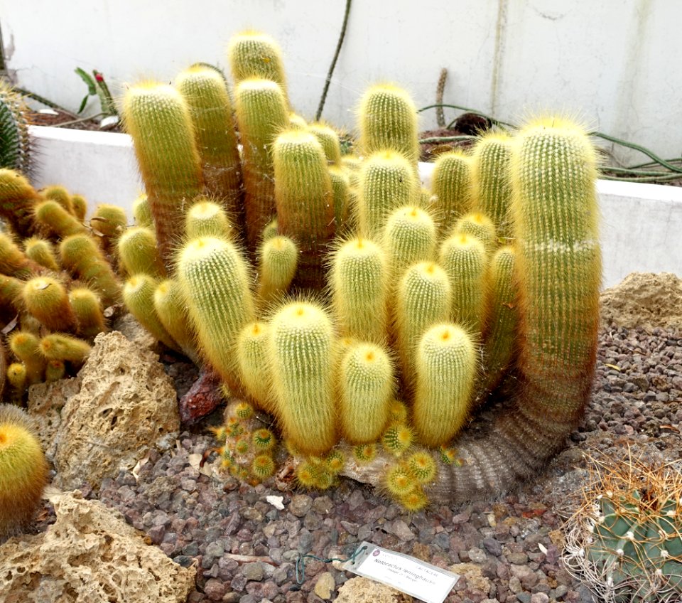 Notocactus leninghausii - Orto botanico - Rome, Italy - DSC00048