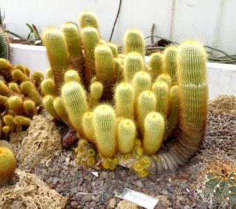 Notocactus leninghausii - Orto botanico - Rome, Italy - DSC00048