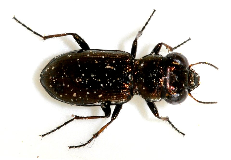 Notiophilus-palustris-05-fws