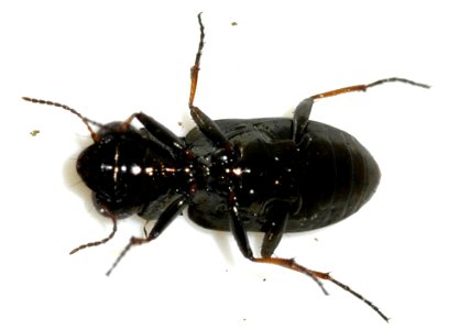 Notiophilus-biguttatus-18-fws