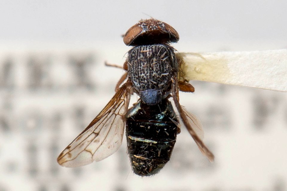 Notogramma purpuratum, dorsal view