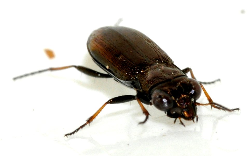 Notiophilus-biguttatus-14-fws
