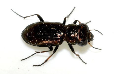 Notiophilus-palustris-06-fws