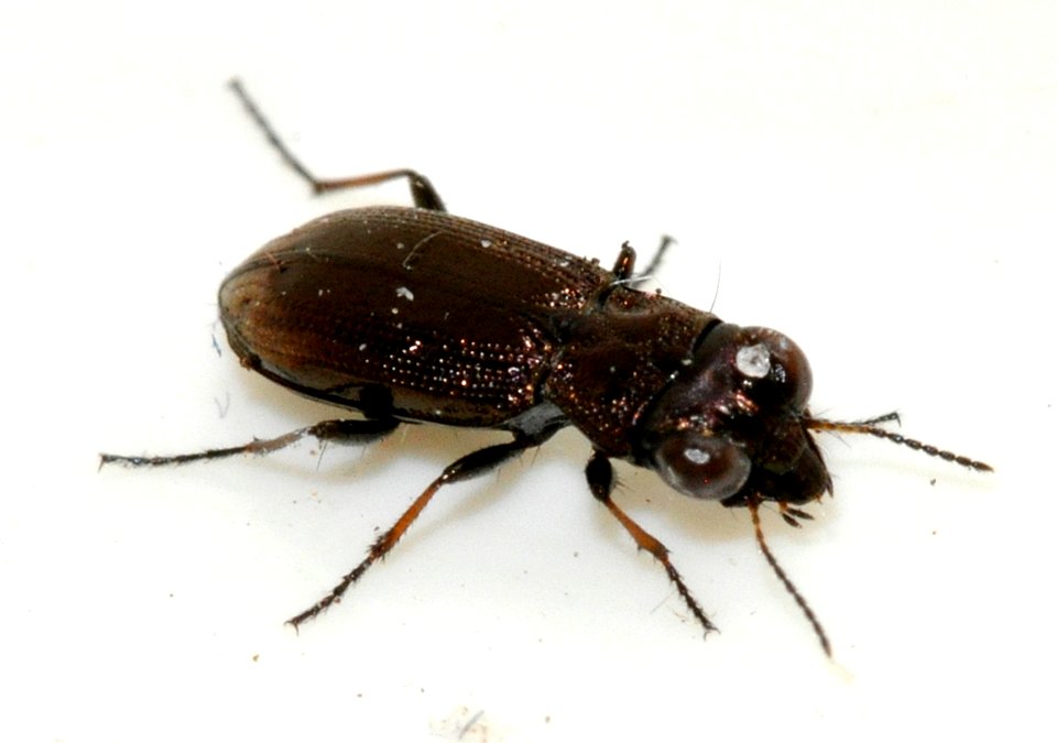 Notiophilus-biguttatus-08-fws