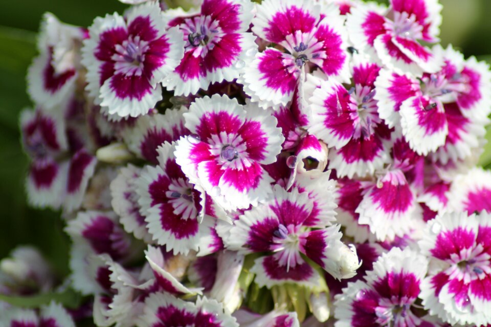 Dianthus flower garden photo