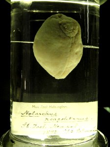 Notarchus neapolitanus - Finnish Museum of Natural History - DSC04686
