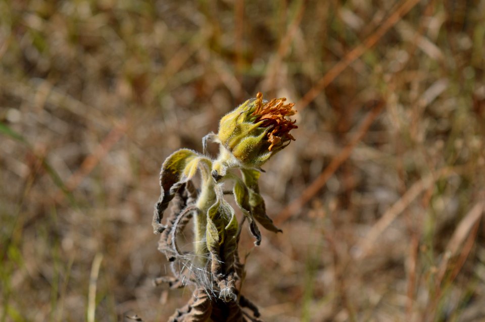Notblühende Sonnenblume 2018
