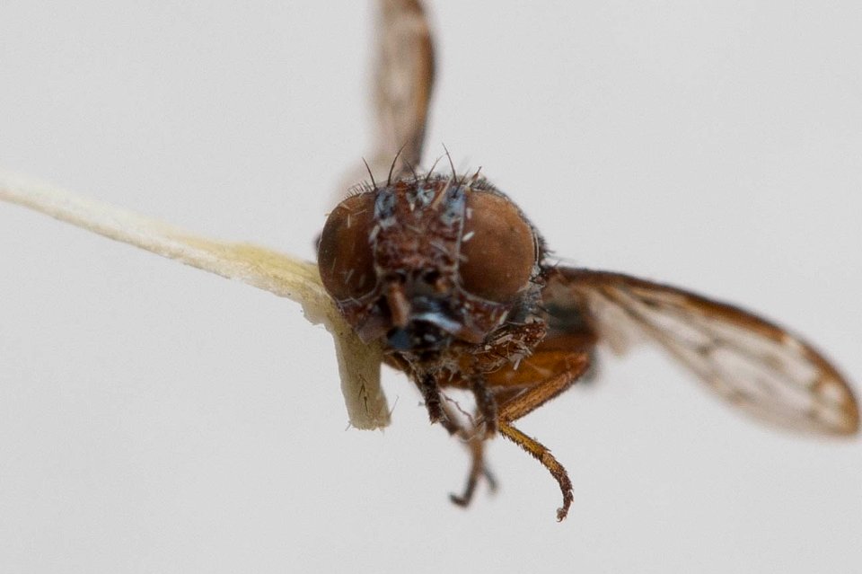 Notogramma purpuratum, frontal view