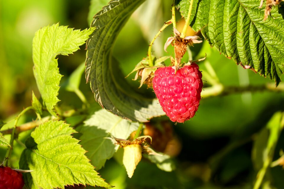 Sweet fresh vitamins
