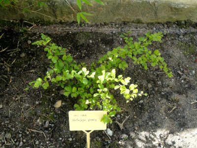 Nothofagus pumilio - Botanical Garden in Kaisaniemi, Helsinki - DSC03597