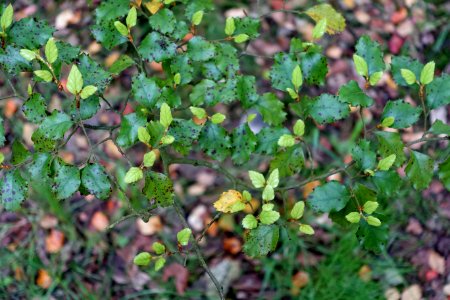 Nothofagus fusca - RHS Garden Harlow Carr - North Yorkshire, England - DSC01183