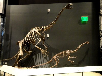 Nothronychus graffami and Falcarius utahensis - Natural History Museum of Utah - DSC07207