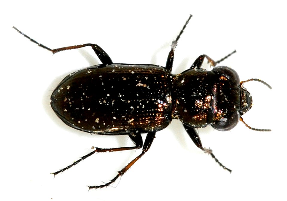 Notiophilus-palustris-04-fws