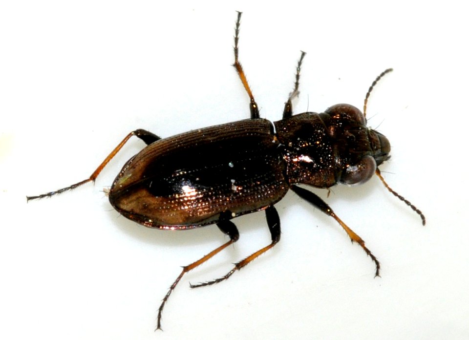 Notiophilus-biguttatus-17-fws
